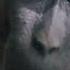 Rizz Monkey Edit Rizz Monkey Meme Fyp