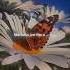 Eyedress Feat Dent May Something About You Lyrics Video