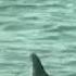 Scientists From Around The World Interested In Dolphin Baby Boom In Sarasota Bay