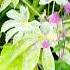 A Coastal Garden Ireland
