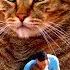 The BIG Mean Kitty Song Official Music Video KIDS SONGS
