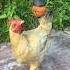 Well Trained Chickens Tricks Smart