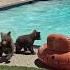 Mama Bear And Cubs Take A Swim In California Pool