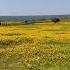 Last Week S Glimpse Of Kaas PlateauEdit By VinodKamble0123 Kaas Plateau Flower PiousPravasi