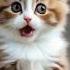 Singing Cat Cat
