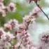 Beautiful Japanese Music Cherry Blossoms Japanese Romantic Music