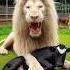 Black Cow Vs White Lion Fight For Baby Cow Lion Animals Babyanimal Feelings Motherslove
