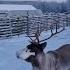Beautiful Reindeer S Adorable Happy Prance ViralHog