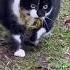 Cat Memes Skibidi Dop Dop Dop Yes Yes Yes