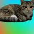 Oiia Electronic Clip Cat HUAWEI Cat Cats Catlover Catvideos Catshorts Electronic