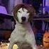 Halloween DoggySpooky Spooky Shorts Shortsvideo Dogs Dogsofyoutube Wtf Meme