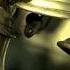 Devotional MP3 Ringtone Temple Bells Can Be Used For SMS Also Free For All