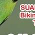 SUARA CUCAK IJO Bikin Cucak Ijo Lain Terpancing Suara Burung