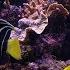 4K Marine Aquarium Screensaver With Nemo Dory And Friends