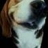 Beagle Nextbot Sound