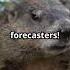 Adorable Groundhog Facts You Didn T Know Animals Cuteanimals Nature Groundhogs