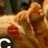 Garfield 2004 Official Trailer 1 Bill Murray HD