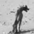 A Scene That Breaks Your Heart This Dog Was Dragging Himself Barely Alive
