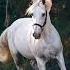Skilsara White Horse Extended Mix SaberWave Recordings