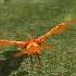 Phoenix Sim 3D Android