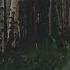 The White Birch