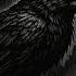 Crows