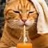 New Funny Cat Videos 2025 Enjoy Watching Try