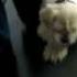Dog On A Treadmill