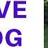 I Have A Dog Dog Song Bir Köpeğim Var İngilizce Çocuk Şarkıları Happy Dog Monica Simes