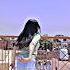 Azeri Azeri Song Youtubeshorts Viral Shorts Trending Likeforlikes Video Komal Dance Video