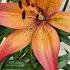 Asiatic Lily In Beautiful Bloom Flowerszone Flowers Lily Lule Zambak Bulboseflowers Shorts