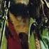 Bob Marley The Wailers Long Long Winter The JAD Years