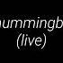 Sleeping Hummingbird Angel Live