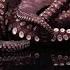Narcissists The Octopus Spirit An Entanglement From Hell Octopus Spiritualwarfare