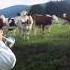 Jazz For Cows