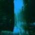 808K Lifeforce Original Deep Trance Forest