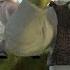 Shrek 2 Are We There Yet HD CLIP