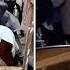 Brutal Fight Erupts At Luxurious Wedding In British Columbia