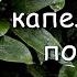 Вы быстро заснете под нежный звук капель дождя по листьям в саду