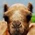 Ethiopia Fyp Relaxing Calmmusic Stressrelief Shortsfeed Nature