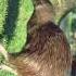 Kiwi Bird Sound