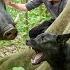 How Did The Smart Dog Help Ly Thi Hoa Hunt A Giant Wild Boar That Was Trapped