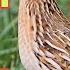 Common Quail Calling Batair Ki Awaz Aj Suba Ki Recording Raat Ki Liye Batair Ki Awaz Quail