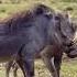 Wildlife Fights Wild Boar Fight Fighting Warthogs Wildlife Animals Warthogs