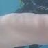 Mysterious Sea Worm Spotted Near New Zealand National Geographic