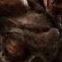 DOOM 4 Leaked Theme HD