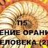 П5 СТРОЕНИЕ ОРАНИЗМА ЧЕЛОВЕКА 2 БИОЛОГИЯ 8 КЛАСС АУДИОУЧЕБНИК СЛУШАТЬ ОНЛАЙН ШКОЛА РОССИИ