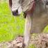 Cows Plowing Video 4k Plow Wow ग य Cow Videos ग य हल हल 4kvideo