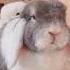 Bunnies Are Boss Funny Bunny Funny Pets