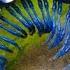 12 Creatures You Wouldnt Believe Are Actually Toxic